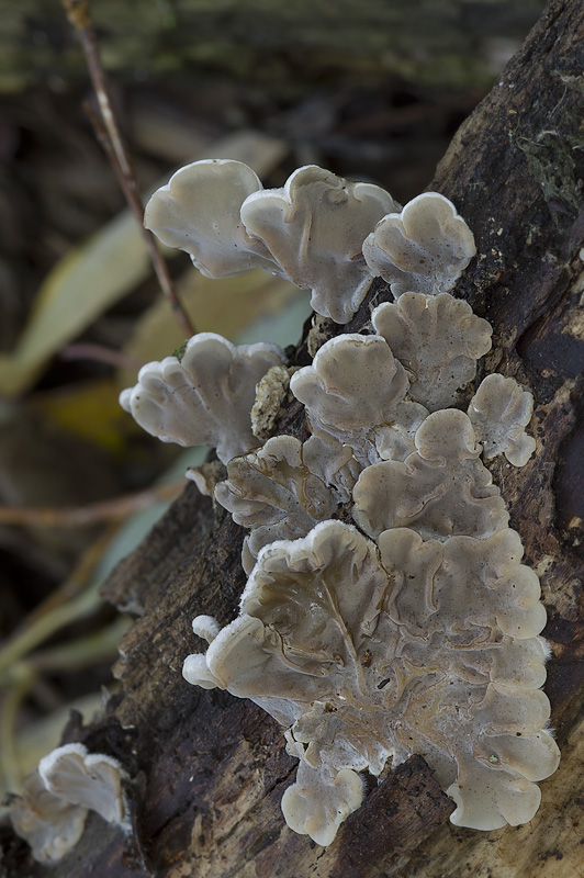 Auricularia mesenterica